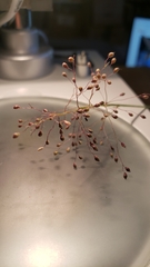 Dichanthelium lanuginosum