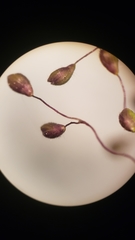 Dichanthelium lanuginosum