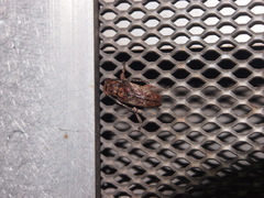 Pterolophia annulata