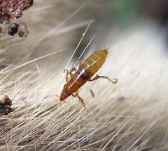 Foxella ignota