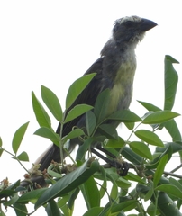 Saltator striatipectus