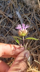 Monardella breweri lanceolata