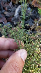 Galium bolanderi