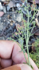 Galium bolanderi