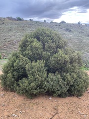 Geijera linearifolia