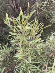 Geijera linearifolia