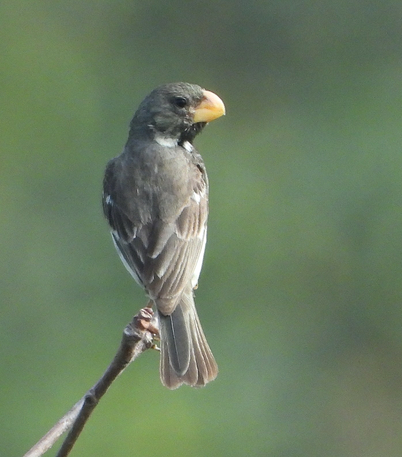 Sporophila peruviana image