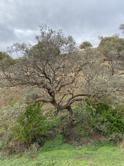 Alectryon oleifolius