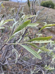 Alectryon oleifolius