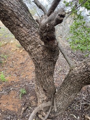 Alectryon oleifolius