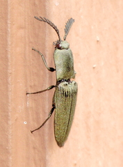 Chalcolepidius viridipilis