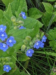Pentaglottis sempervirens