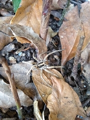 Lycosinae