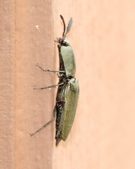 Chalcolepidius viridipilis