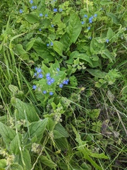 Pentaglottis sempervirens