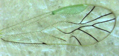 Austropsocus viridis