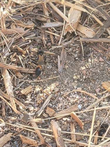 Ammophila placida photo 2
