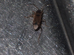 Elasmolomus squalidus