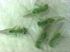 Austropsocus viridis