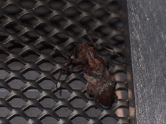 Pterolophia annulata