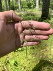 Poa paludigena