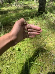 Poa paludigena