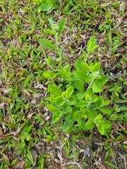 Magnoliopsida