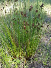 Juncus laccatus