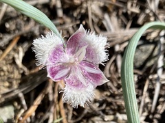 Calochortus elegans nanus