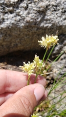 Juncus chlorocephalus