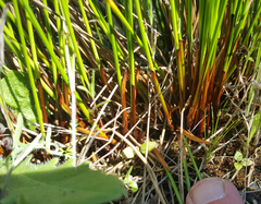 Juncus laccatus