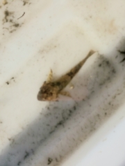 Leptocottus armatus