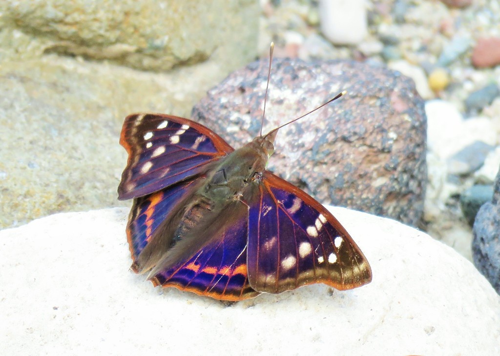 Doxocopa callianira