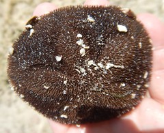 Clypeaster rosaceus