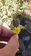 Potentilla gracilis elmeri