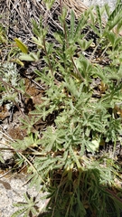 Potentilla gracilis elmeri