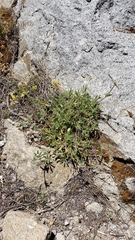 Potentilla gracilis elmeri