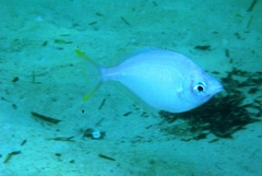 Parequula melbournensis