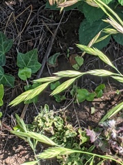 Bromus carinatus