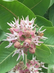Asclepias speciosa