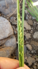 Glyceria elata