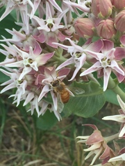 Asclepias speciosa