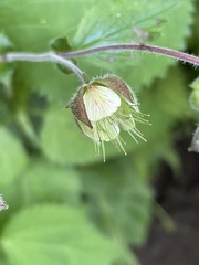 Geum geniculatum