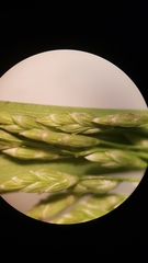 Glyceria elata