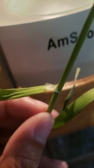 Glyceria elata