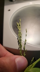 Glyceria elata