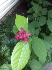 Calycanthus
