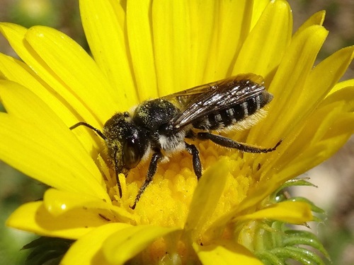 photo of Silver-tailed Petalcutter Bee (Megachile montivaga)
