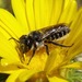 photo of (Megachile montivaga)