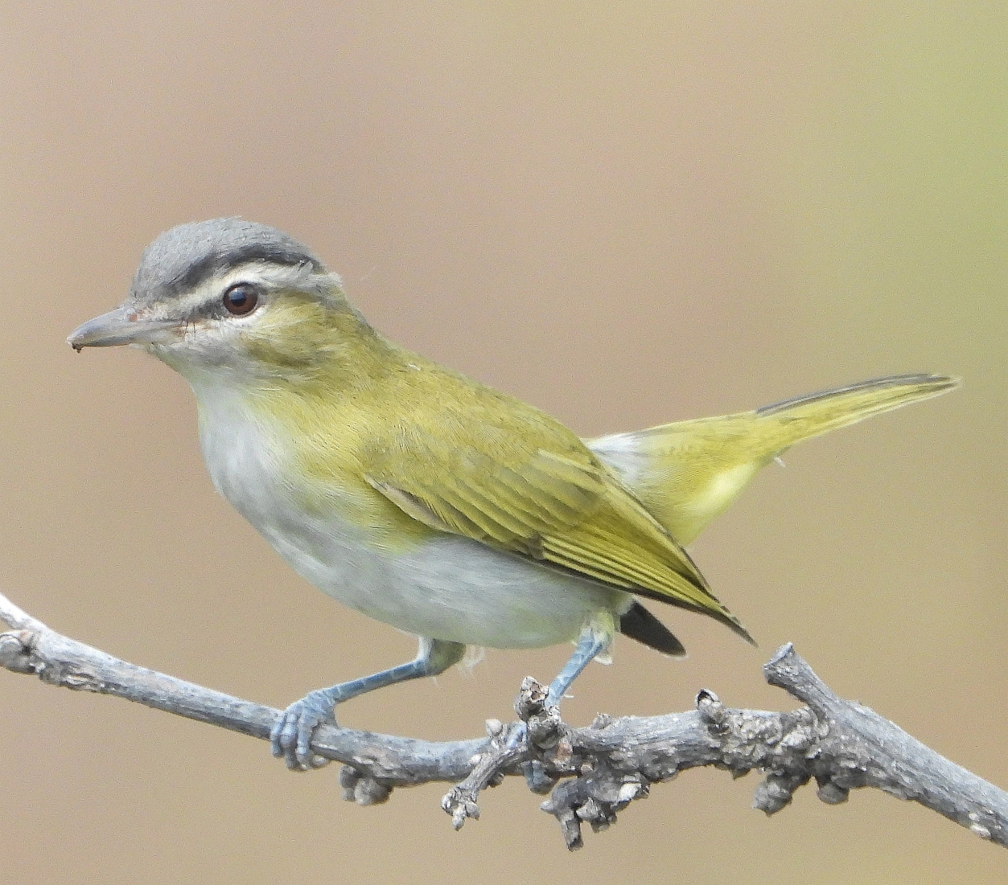 Vireo image